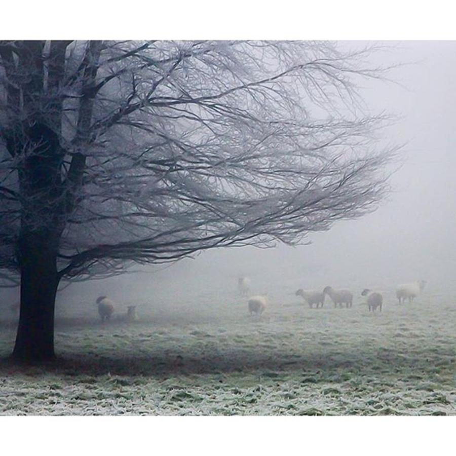 Nature Photograph - ~ G R E Y S (graze) ~ .
of Winters by Emilia B