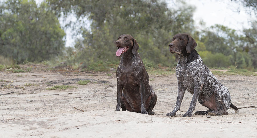 German Shorthaired Pointers Photograph By Vicki Vale