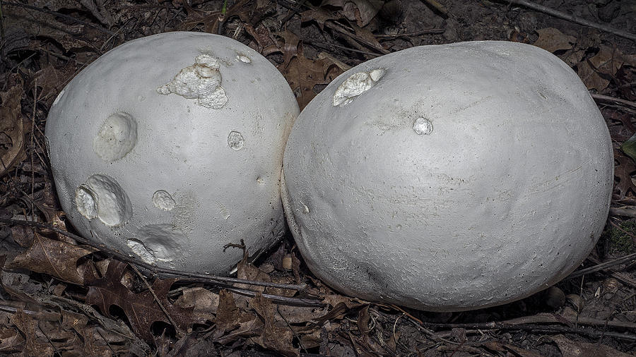  Giant Puffball Mushroom Photograph by Phil Cardamone