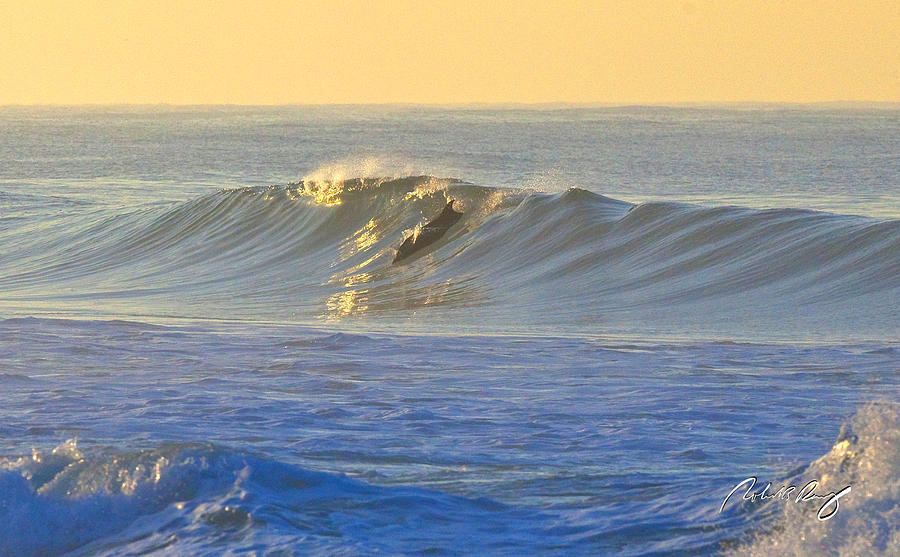 Dolphin Photograph -  Golden Dawn Surfer by Robert Perry