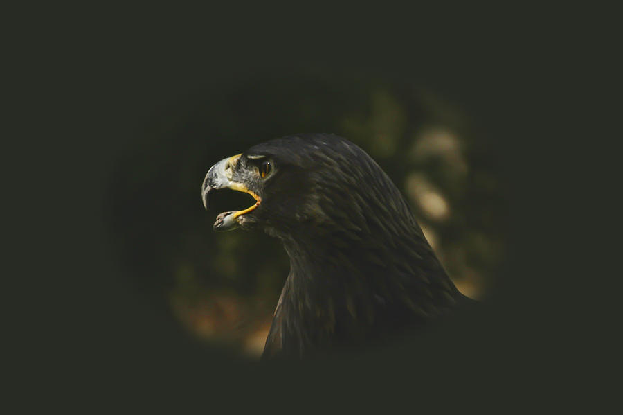  Golden Eagle - A Portrait Photograph by Carol Senske