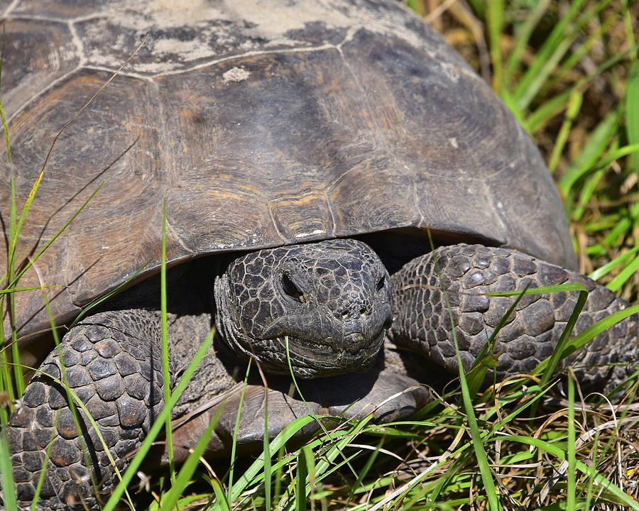 Gopher tortoise close up Photograph by Deborah Good - Fine Art America