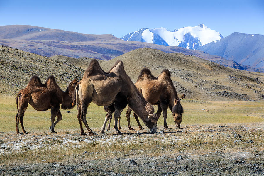  Grazing Camels at Kosh-Agach Altai Photograph by Victor Kovchin