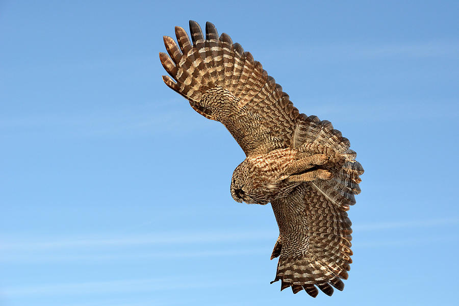  Great Gray Owl plumage patterns in-flight Photograph by Asbed Iskedjian