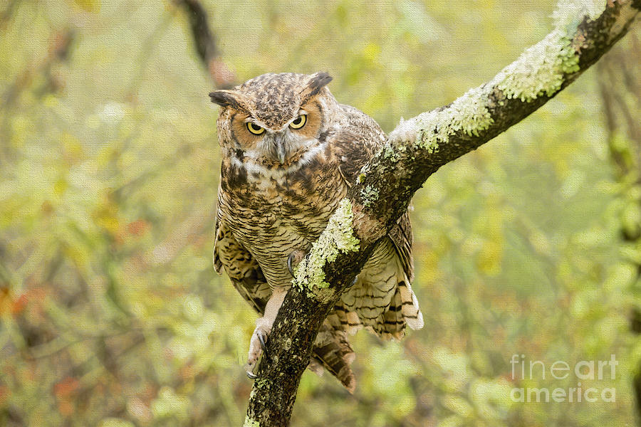  Great Horned Owl looking back    textured paintography Photograph by Dan Friend
