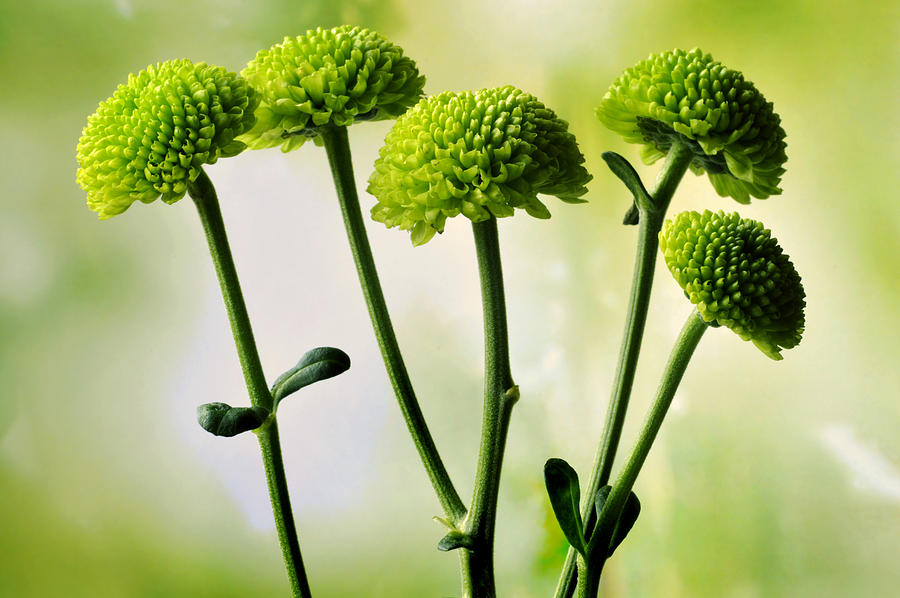  Green Button Pom Chrysanthemum Photograph by Terence Davis