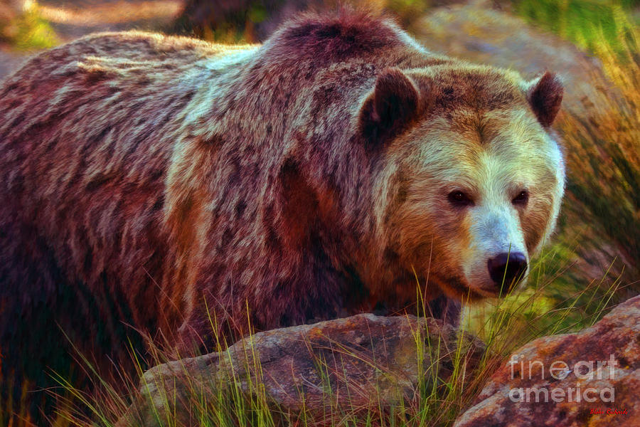  Grizzly Bear In Rocks Photograph by Blake Richards