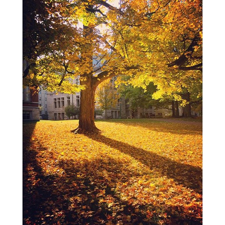 Fall Photograph - Yellow light  by Haley Church