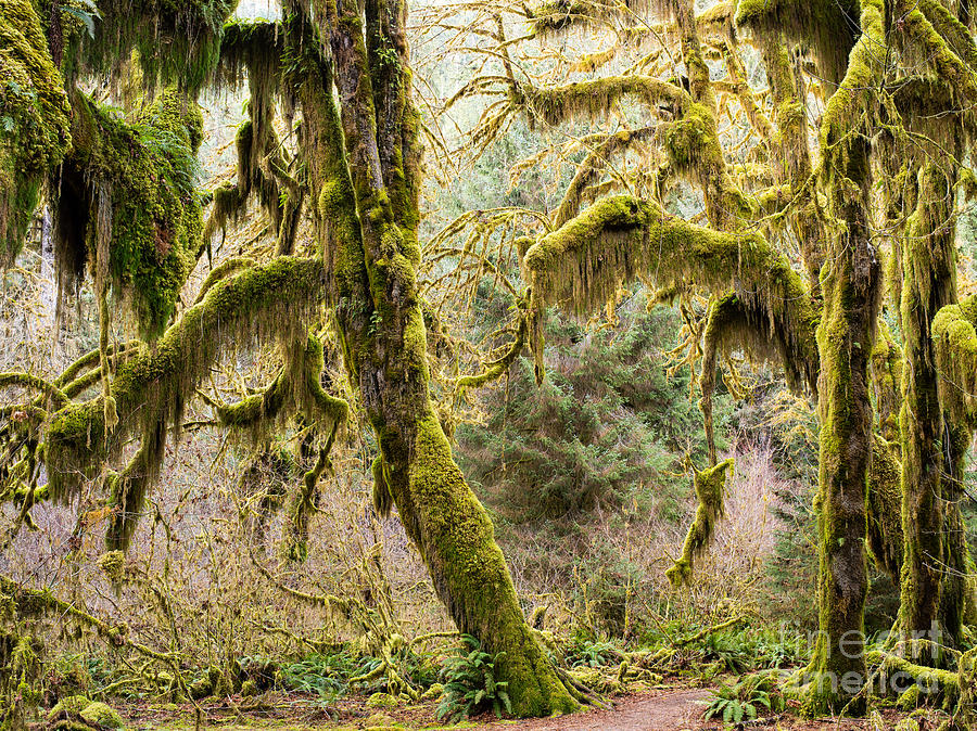 Olympic National Park Photograph -  Hall of Mosses 5a by Tracy Knauer