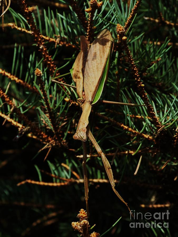  Hanging Mantis  Photograph by J L Zarek