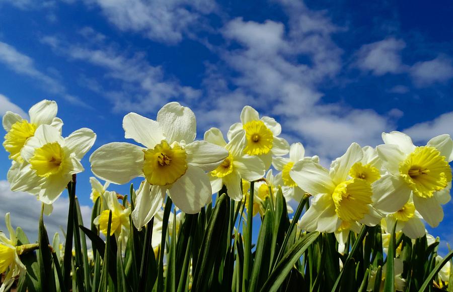  Happy Daffodils Photograph by Sandra Peery