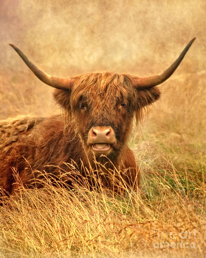Unique Photograph -  Happy Highlander by Linsey Williams
