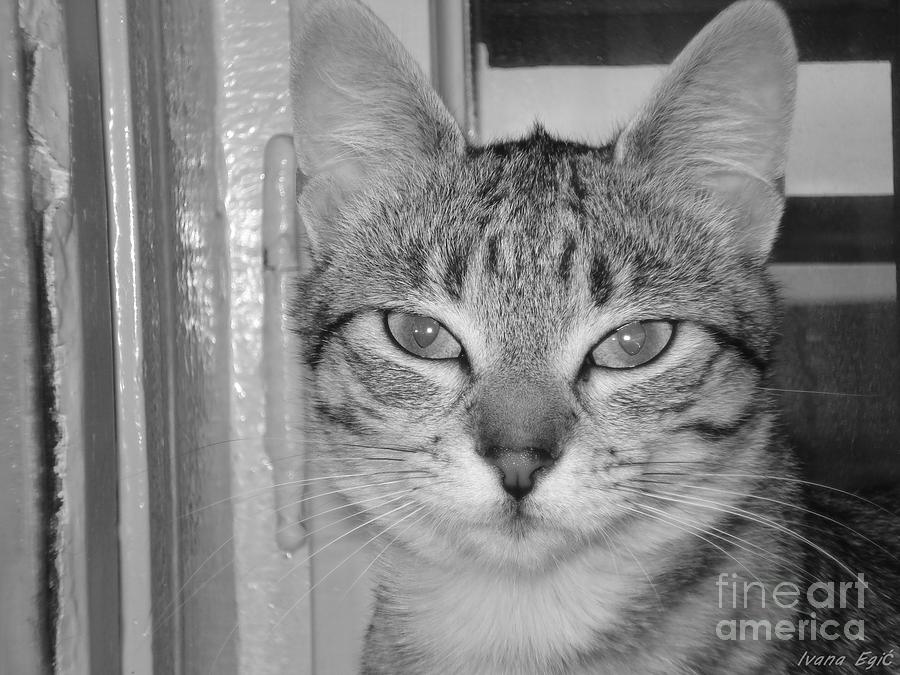 Cat Photograph -  Her make-up by Ivana  Egic