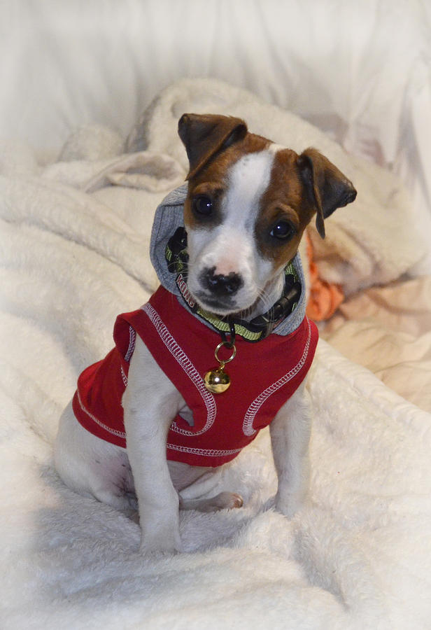  Hoodie Jack Russell Terrier  Puppy Photograph by Ann Bridges