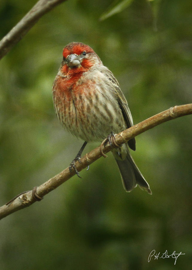 Male House Finch Photograph by Phill Doherty - Fine Art America