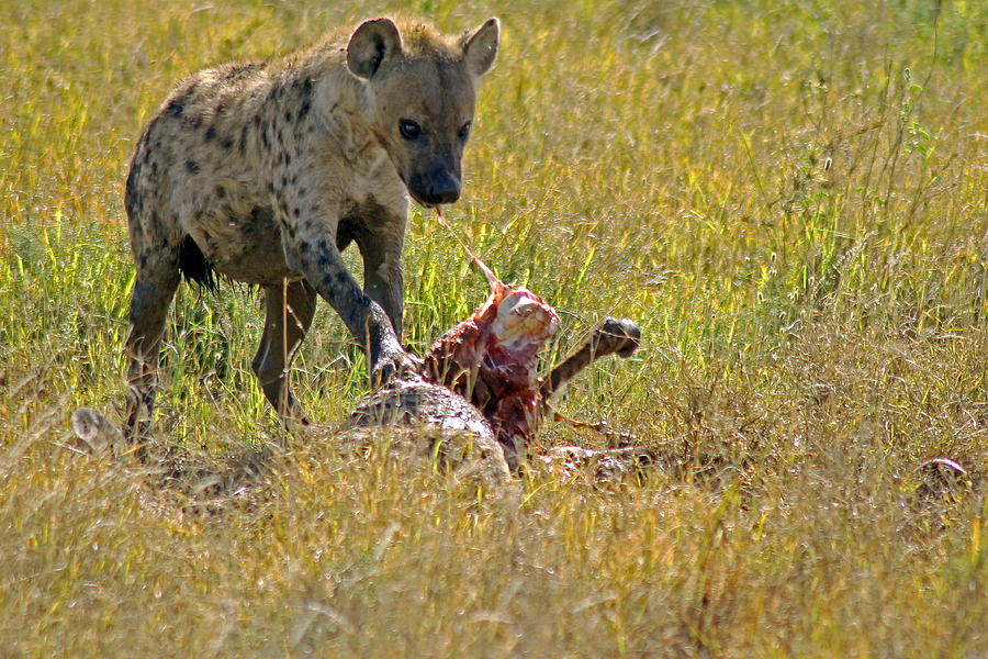 Hyena with kill Photograph by Tony Murtagh
