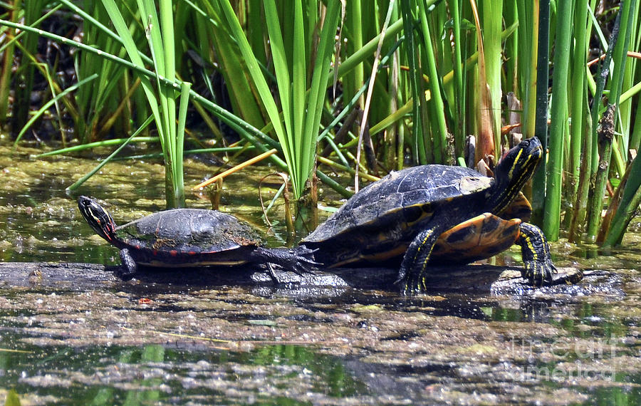 Turtles Sunning Photograph by Elaine Manley