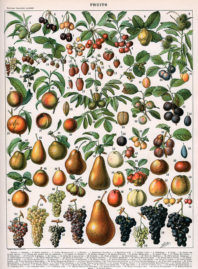 Fruit Painting -  Illustration of Fruit Varieties by Alillot