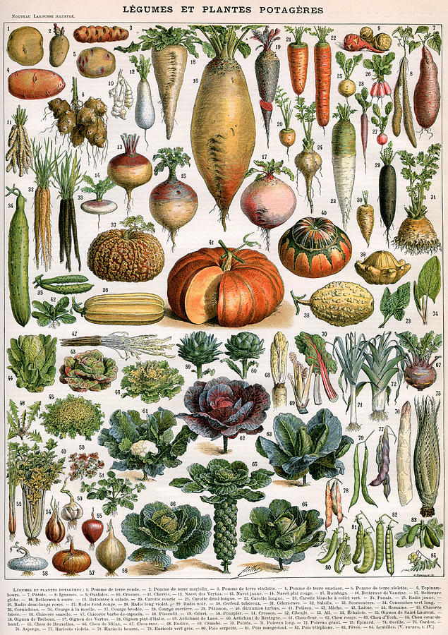  Illustration of Vegetable Varieties Painting by Alillot