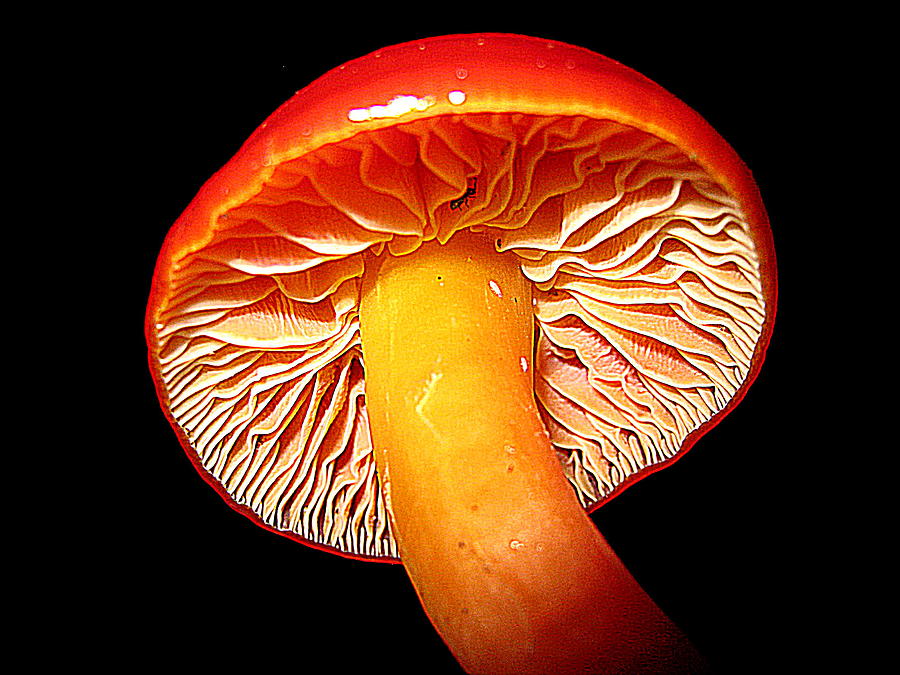  In Mushroom Photograph by John King I I I