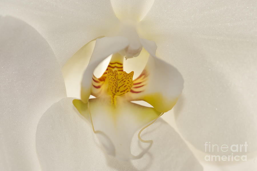  In the Heart of the Orchid Photograph by Sandra Bronstein