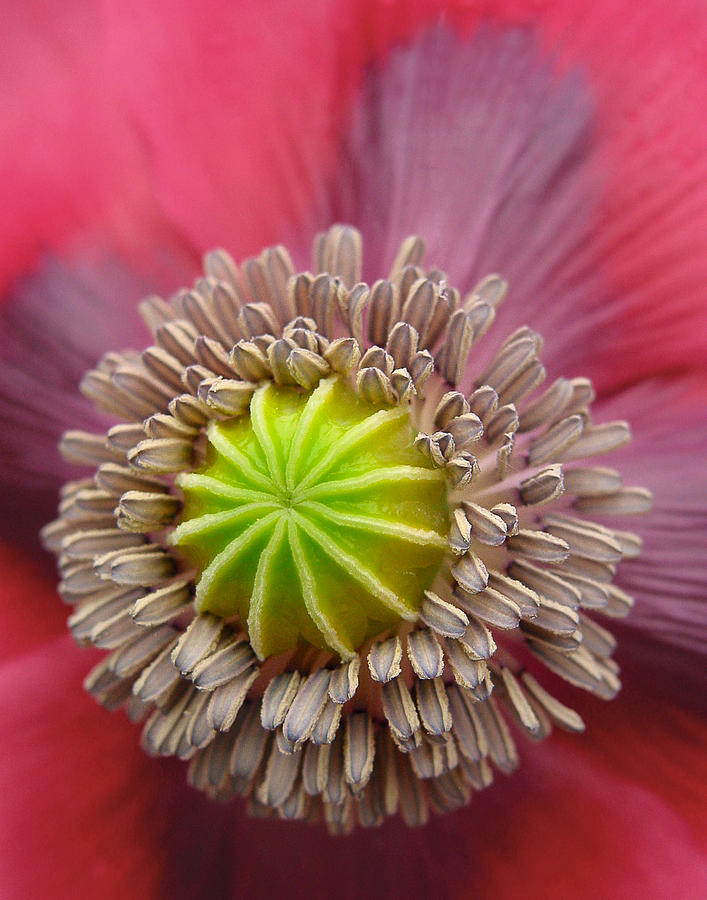 Poppy Photograph -  Inner Most Poppy by David and Carol Kelly