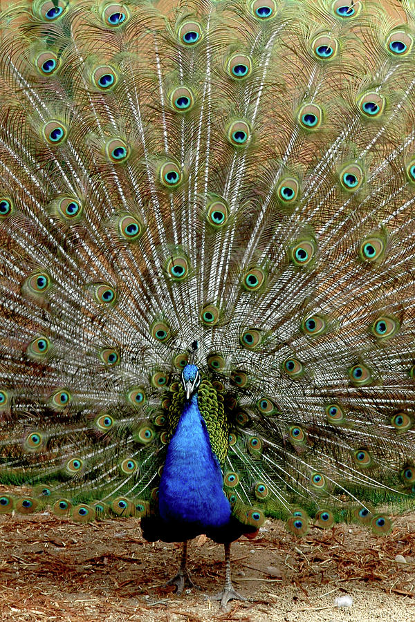  Iridescent blue-green plumage Photograph by LeeAnn McLaneGoetz McLaneGoetzStudioLLCcom