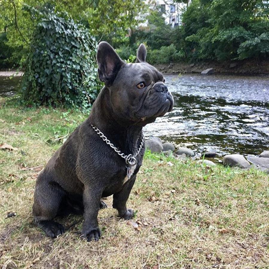 Summer Photograph - ☀️ Its A Beautiful Day 😎 by Buddy The Blue Frenchie