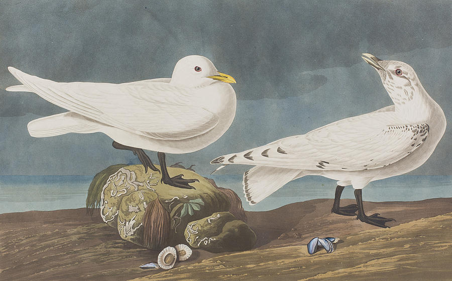  Ivory Gull Painting by John James Audubon