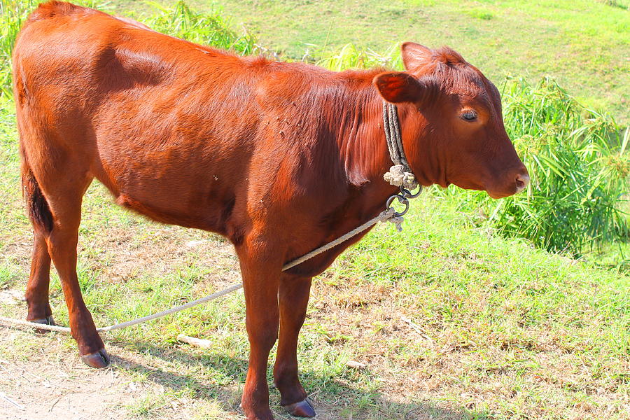  Jamaican Cow Photograph by Debbie Levene