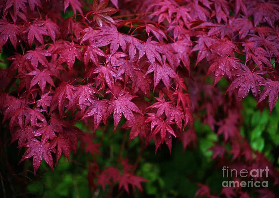 Japanese Maple Photograph -  Japanese Maple Rain by Craig Wood