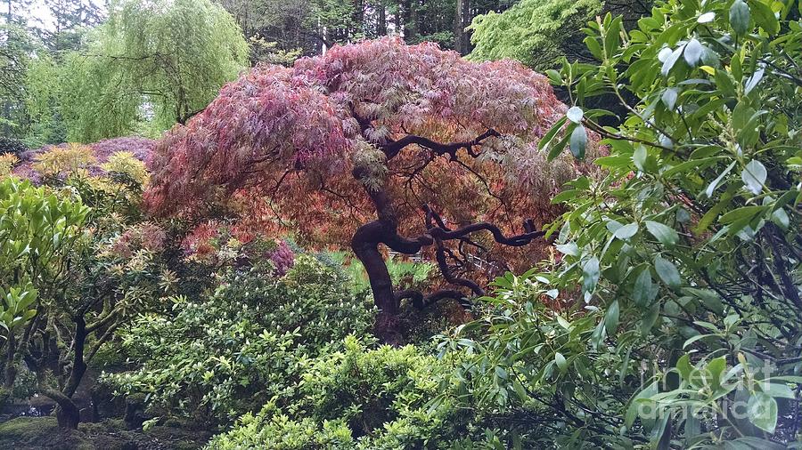  Japanese Maple Tree Garden Photograph by Anita Adams