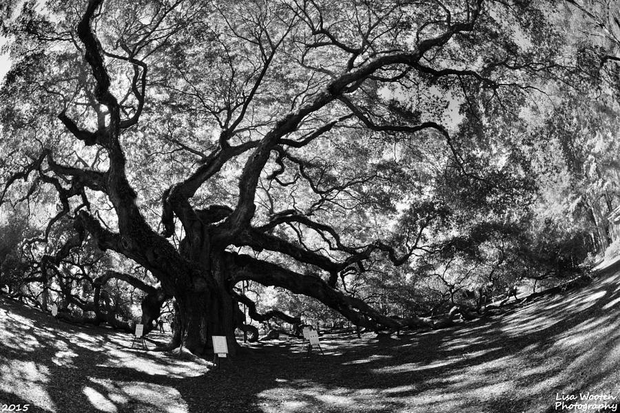  Johns Island SC Angel Oak Black and White Photograph by Lisa Wooten