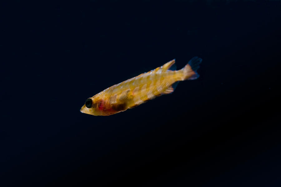 Giant Photograph - Juvenile Giant Kelpfish by Bryan Toro Giant Photograph - Juvenile Giant Kelpfish by Bryan Toro