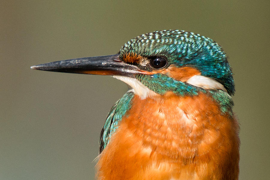 Kingfisher Photograph -   Kingfisher by Ian Hufton