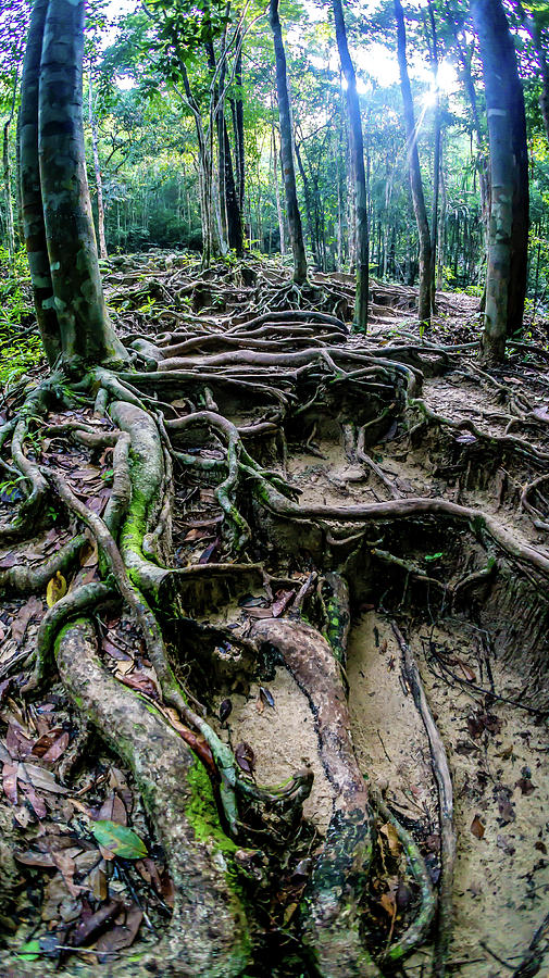  Koh Phangan - Roots Photograph by Ryan Kelehar
