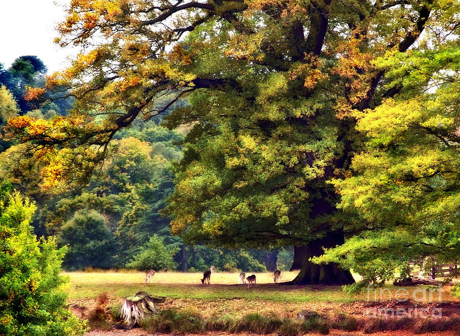  Landscape Under A Big Oak In Autumn Photograph by Linsey Williams