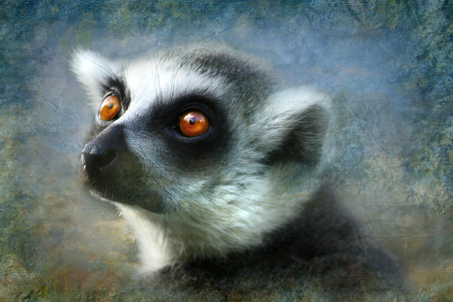  Light of the Lemur Photograph by Trudi Simmonds