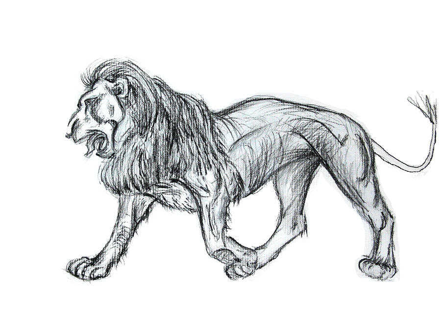  Lion King Drawing by Yelena Rubin