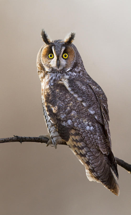  Long-eared Owl #1 Photograph by Mircea Costina Photography