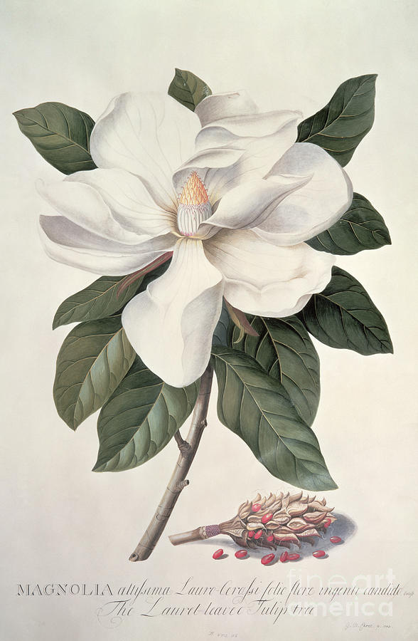 Magnolia Movie Painting -  Magnolia by Georg Dionysius Ehret