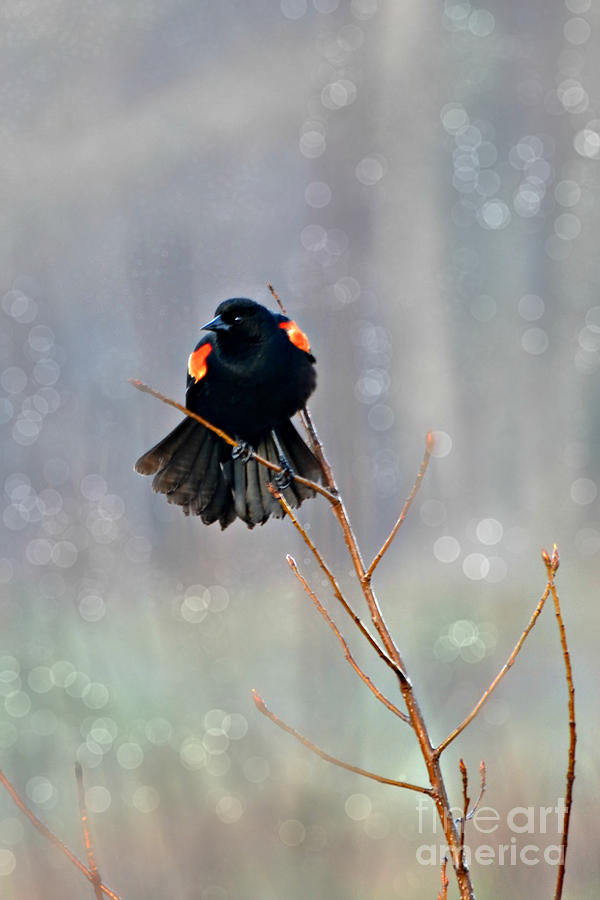  Male Red Winged Blackbird Photograph by Lila Fisher-Wenzel