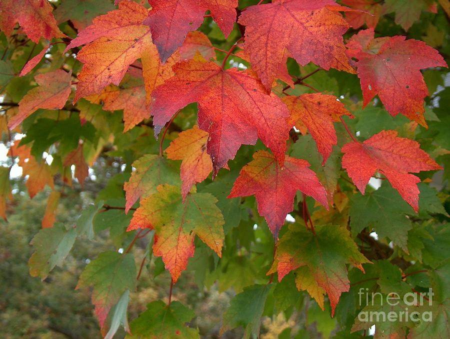 Red Pyrography - Maple Leaves in Macoupin County by Denise Hoff Red Pyrography - Maple Leaves in Macoupin County by Denise Hoff