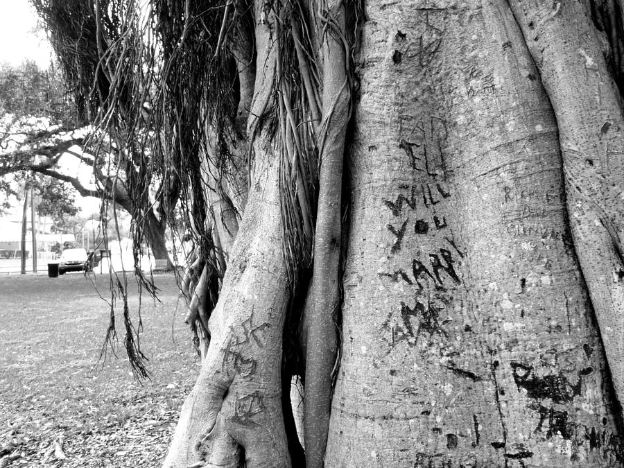 Tree Photograph -  Marry Tree by Dan Stone