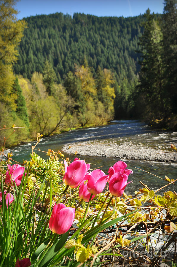  McKenzie River Tulips Photograph by Mindy Bench