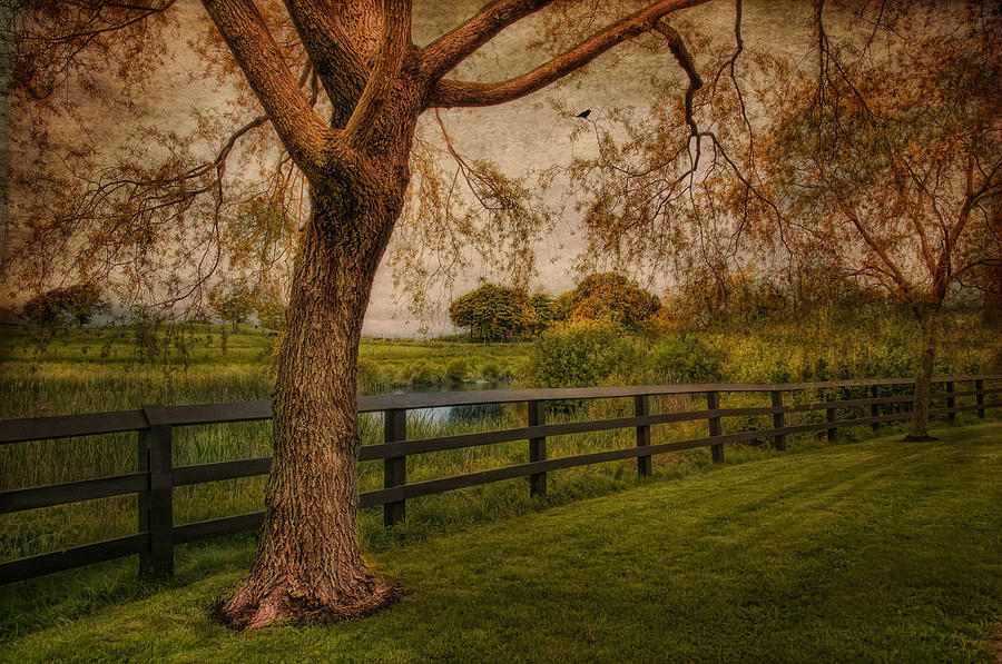 Tree Photograph -  Mid Summers Daydream by Robin-Lee Vieira