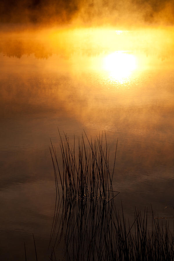  Mist and Lake Reeds at Sunrise Photograph by Irwin Barrett