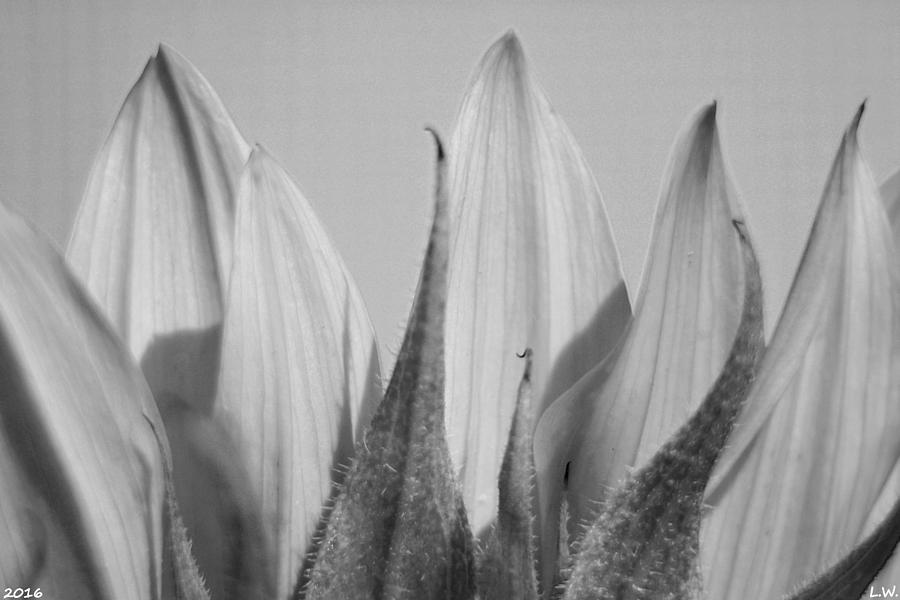  Monochrome Sunflower  Photograph by Lisa Wooten