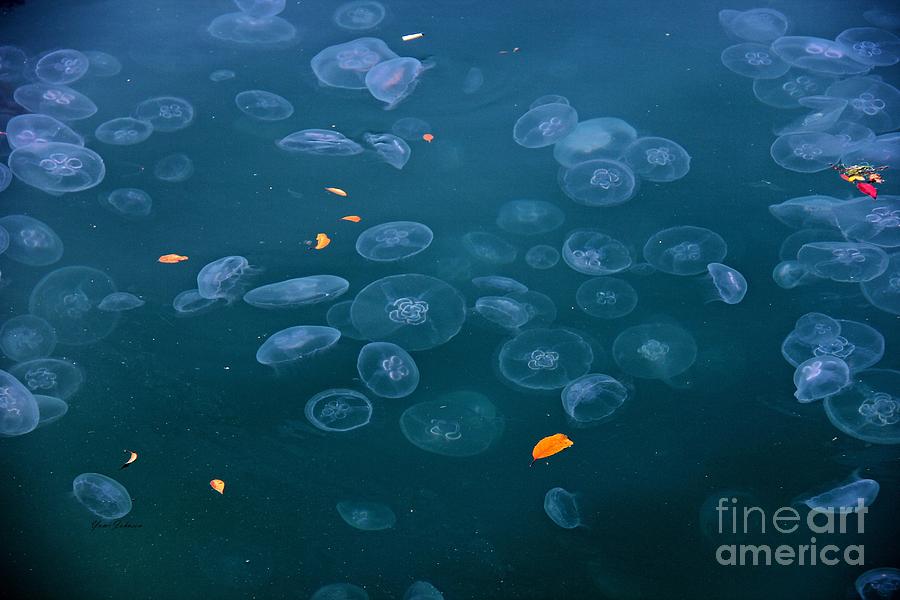  Moon Jellyfishs Photograph by Yumi Johnson