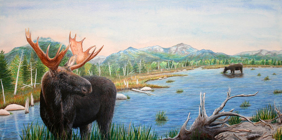 Moose Painting -  Moose at Baxter State Park by Brenda Baker